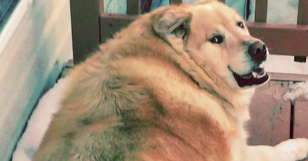 La trasformazione di Kai, il cane obeso