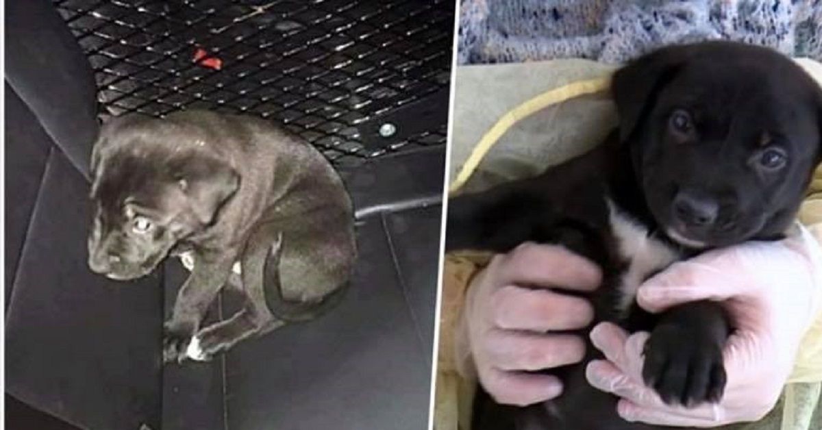 La triste esperienza del cucciolo