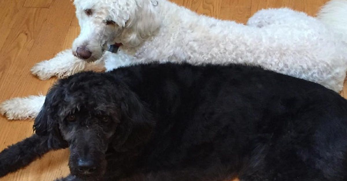 Due cani Labradoodle salvano anziana dal congelamento