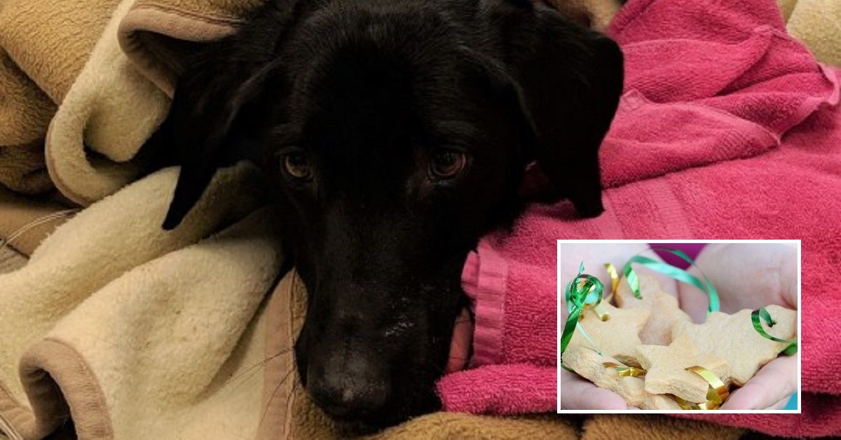 Cane Marley mangia le decorazioni natalizie in pan di zenzero e finisce in ospedale