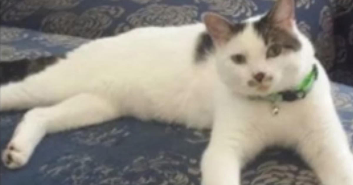 Acqua bollente sul povero gattino