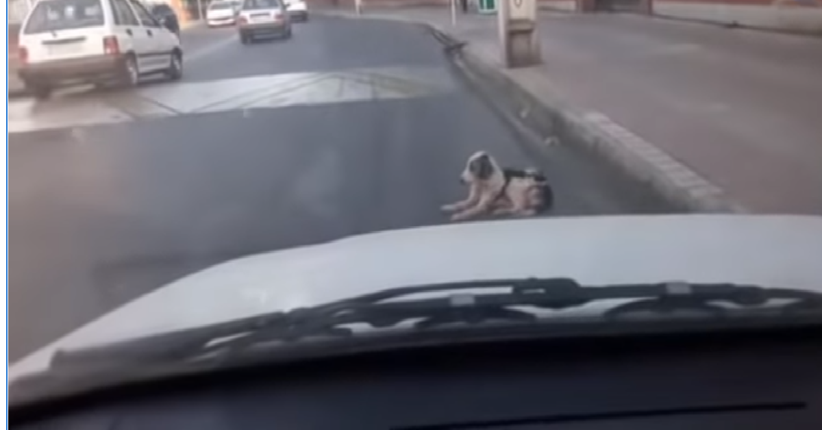 Marjan, il randagio che aspettava la salvezza