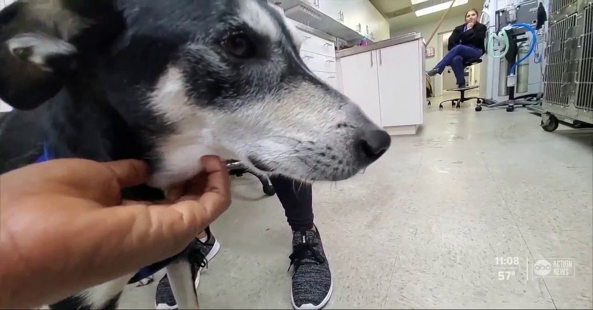 Il salvataggio di Buddy