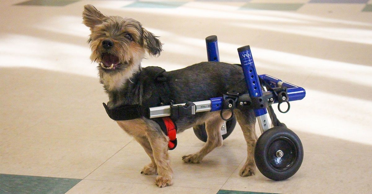 Misty, la cagnolina disabile che ha ricevuto uno scooter