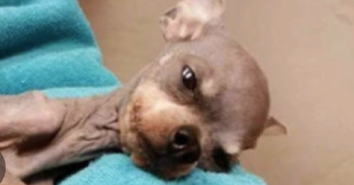 Il cane Mojo
