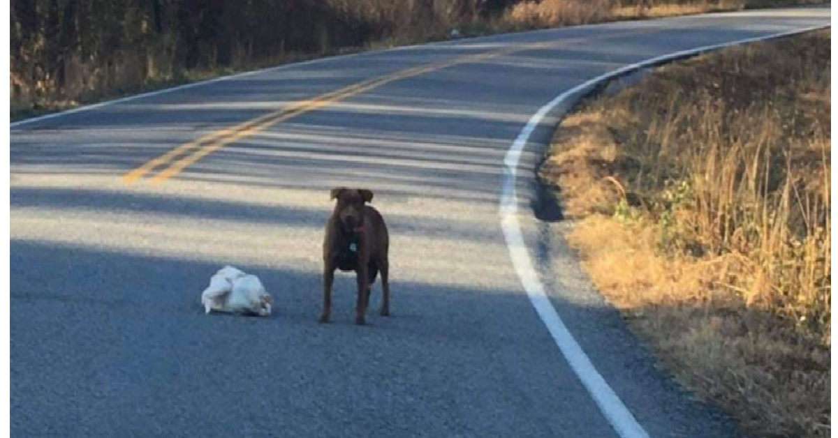 Jenny, il cane e il tacchino