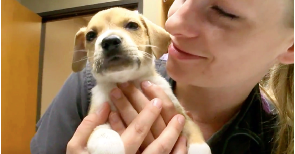 Oscar, il cucciolo dell’immondizia