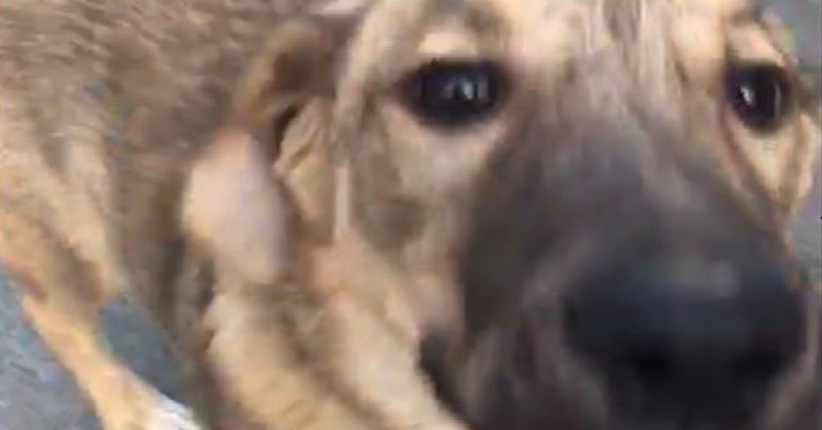 Imperia, cane abbandonato: vengono rintracciati i proprietari, che non lo vogliono più
