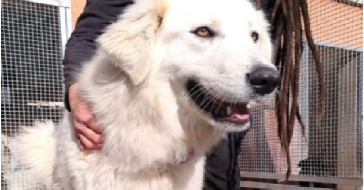L’aquila, ucciso un volontario in casa, Paola la sua amata cagnolina è finita in canile