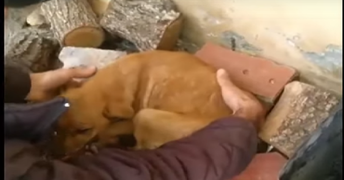 Piggy il cucciolo abbandonato