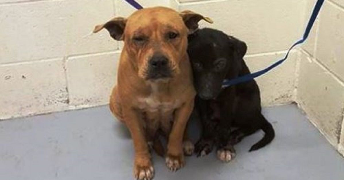 Due pitbull terrorizzati si rannicchiano in un rifugio