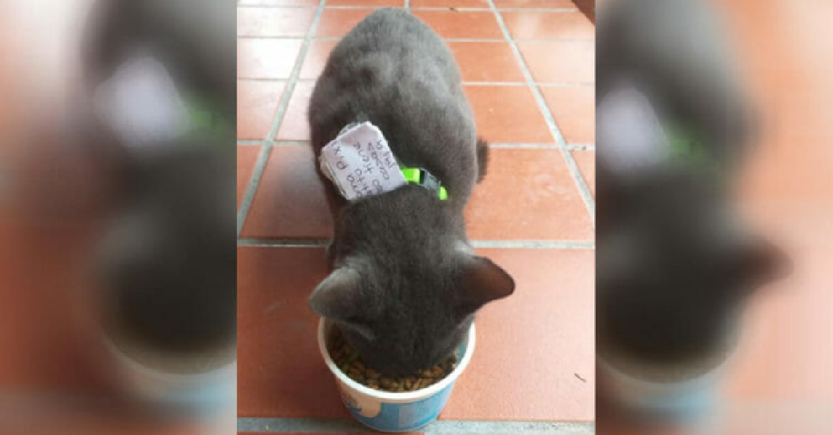 Pixi il gattino