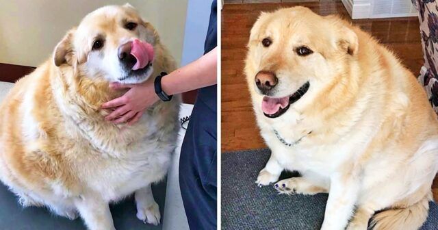 la-trasformazione-di-Kai-il-cane-obeso