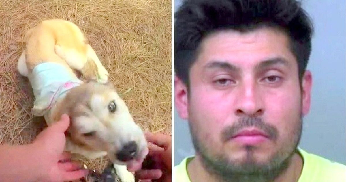 proprietario-husky