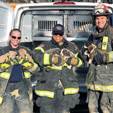 Vigili-del-Fuoco-salvano-la-vita-a-8-cuccioli 2