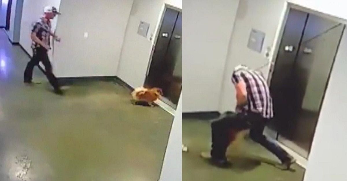 Ragazzo salva la vita del cagnolino