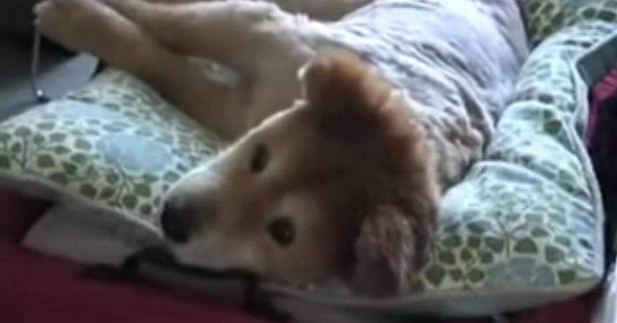 Il cane e l’anziana