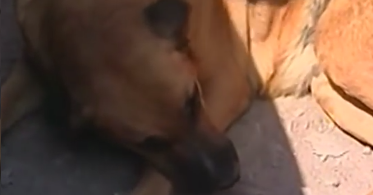 Reina la cagnolina mamma