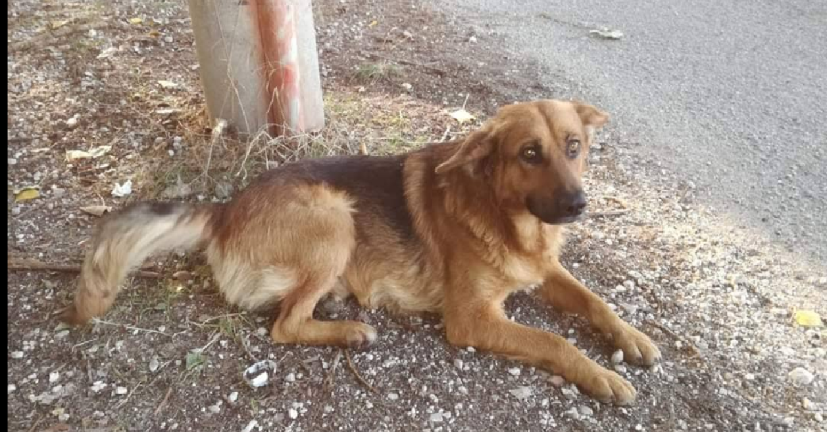 Rex, abbandonato aspetta ancora il suo papà
