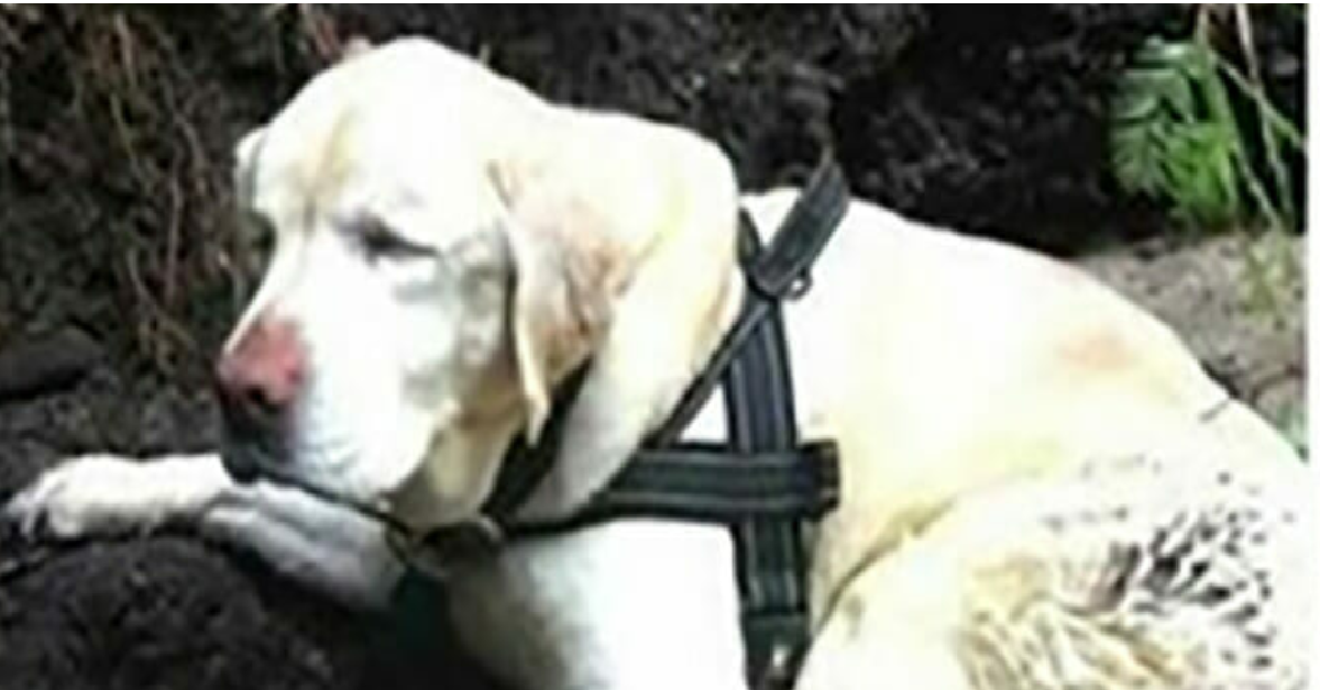 Sage il labrador cieco