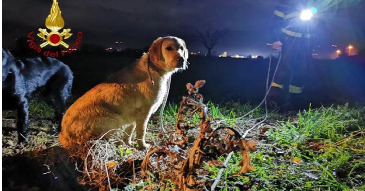 Spoleto, cane guida i Vigili del Fuoco dai suoi amici