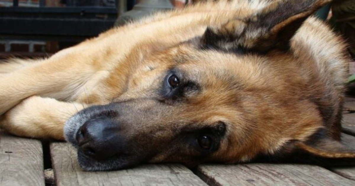 Taranto, cane veglia il corpo senza vita del suo umano