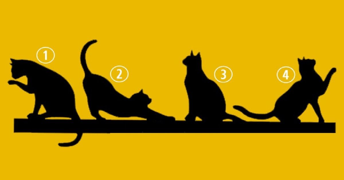 Scegli un gatto e scopri quale potrebbe essere il tuo scopo nella vita