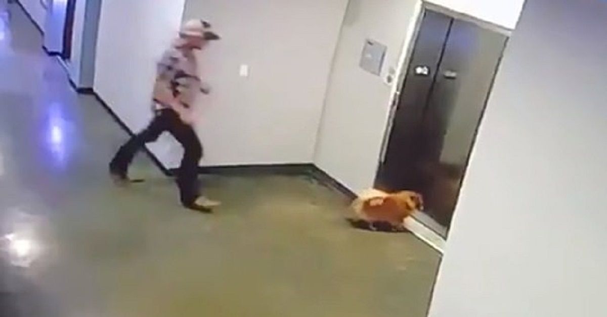 Uomo salva un cane che ha rischiato di finire strangolato in un ascensore