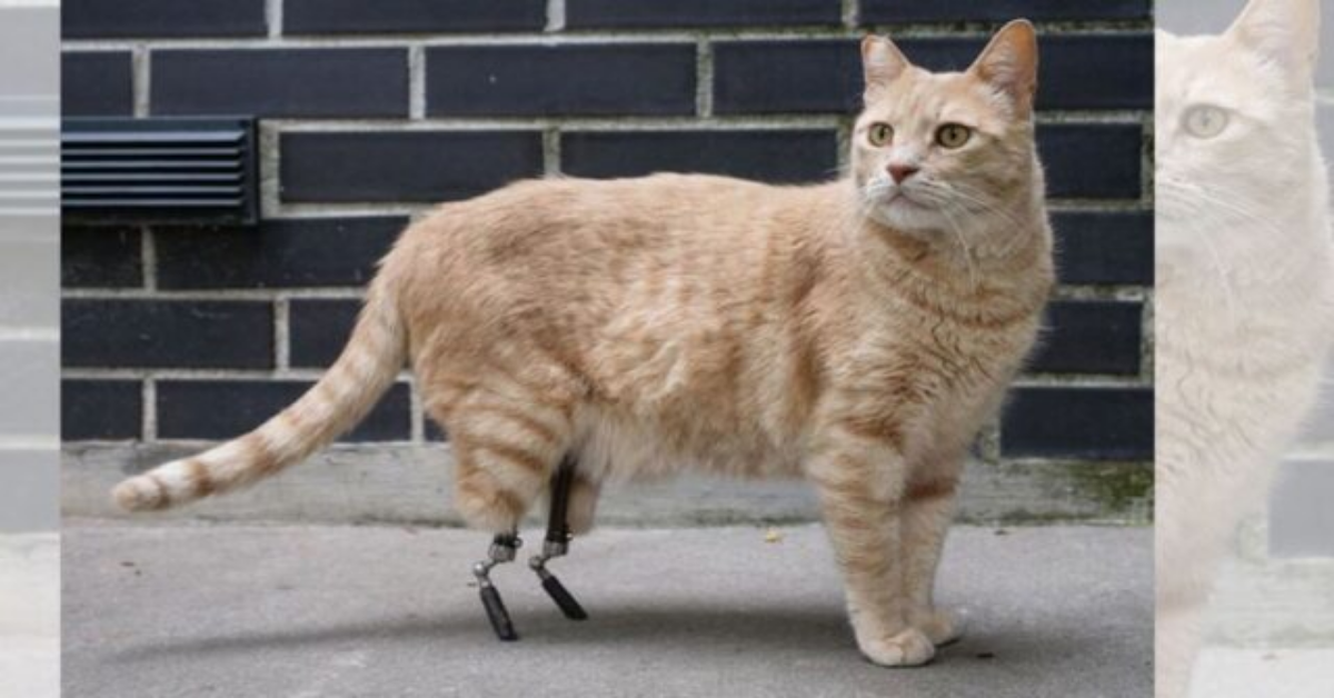 Vito, il primo gatto bionico italiano