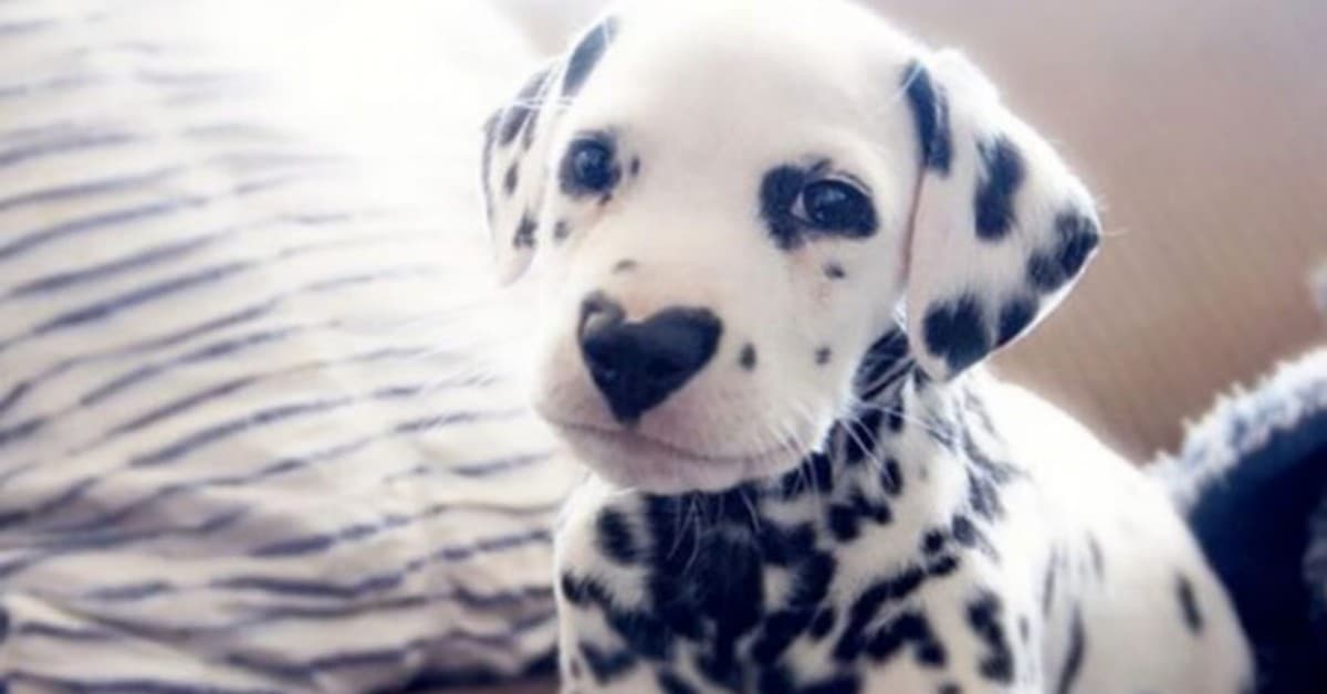 La storia di Wiley, il cagnolino con il naso a forma di cuore