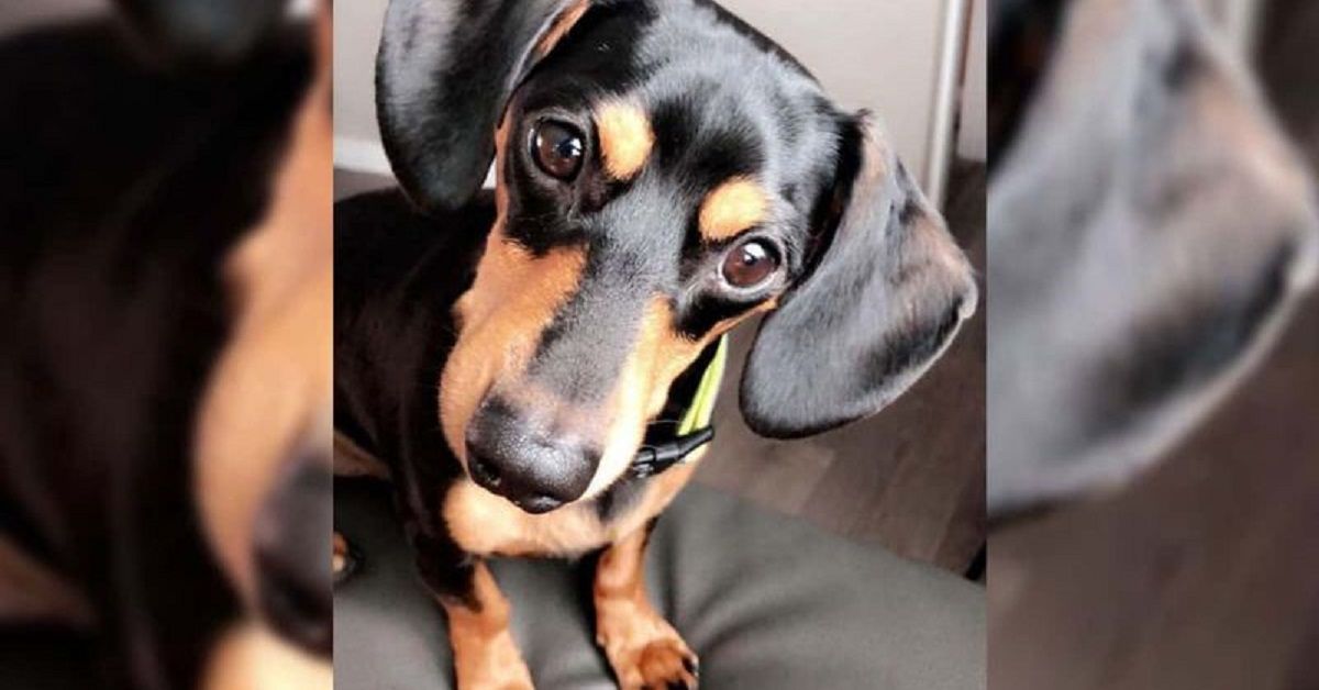 Ziggy, il cane che ha perso la vita per una telefonata fatta al numero sbagliato