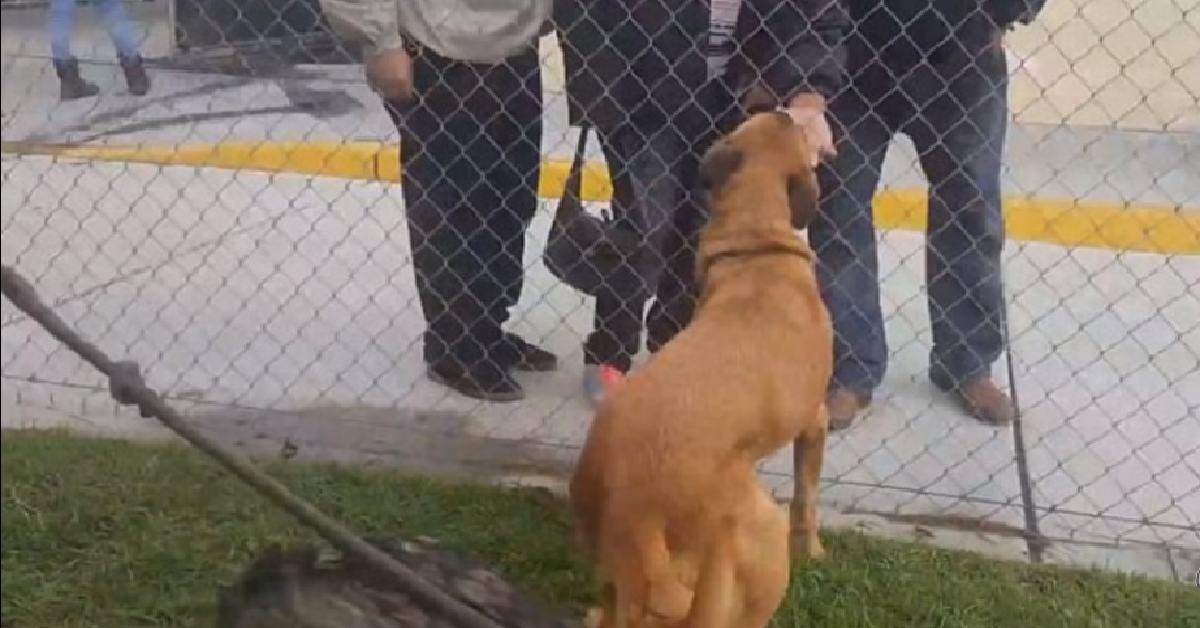 Zuzu il cane infelice