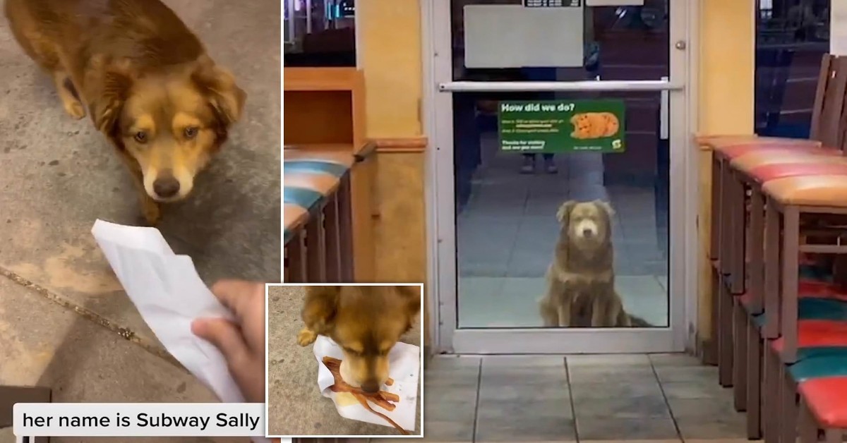 Tutti i giorni un cane randagio si ferma davanti alla porta di un negozio