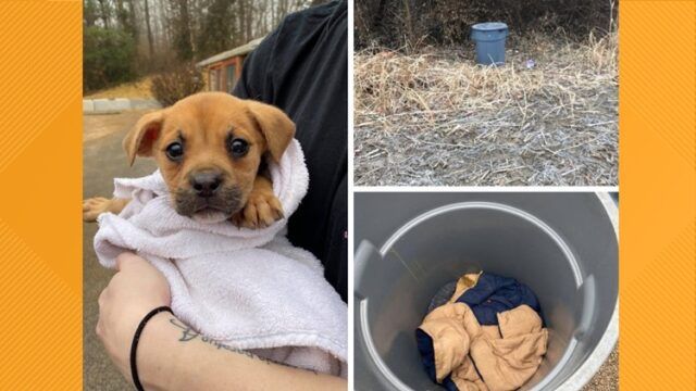 Trovata-cagnolina-abbandonata-in-un-secchio-della-spazzatura 2