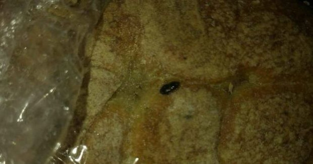 Brindisi, verme nero nel panino della mensa di una scuola elementare
