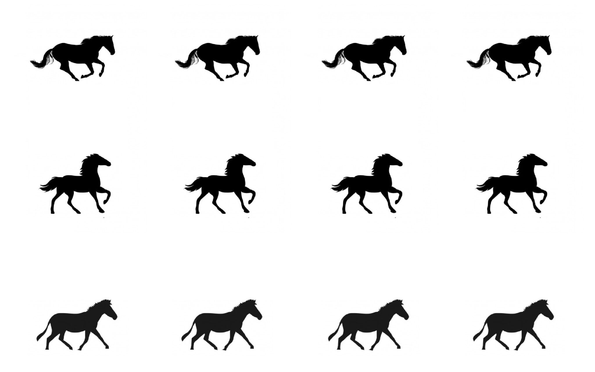 12-cavalli