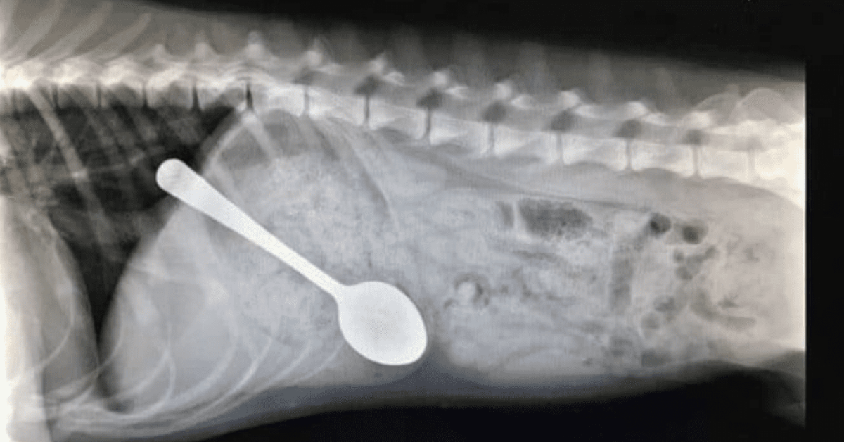 Boots, il cucciolo che ha ingerito un cucchiaio