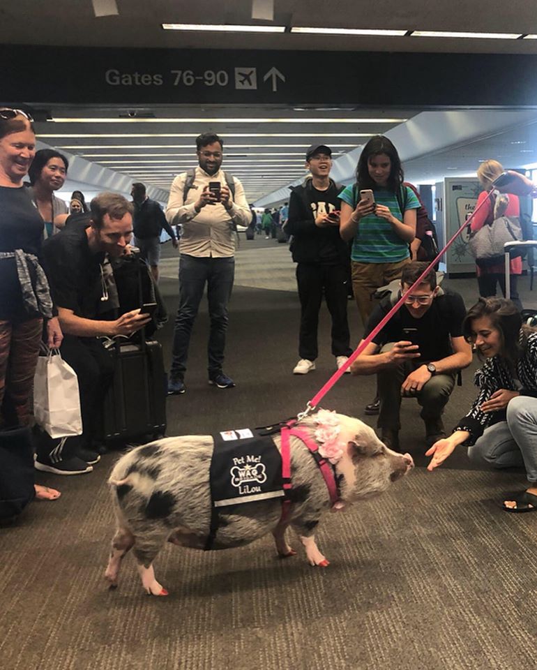 Si chiama Lilou ed è il maialino da pet therapy più famoso di San Francisco