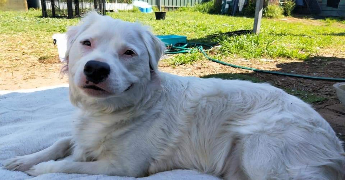 L’aiuto speciale di un cane diverso, di nome Sherio