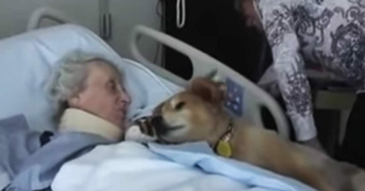 Anziana sta morendo: il cane si sdraia sulla sua spalla nell’ultimo secondo della sua vita