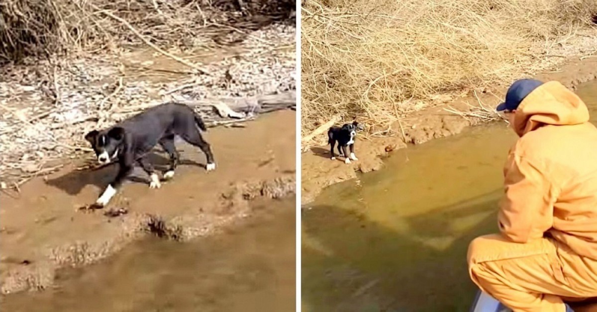 Il cagnolino abbandonato sulla sponda del fiume