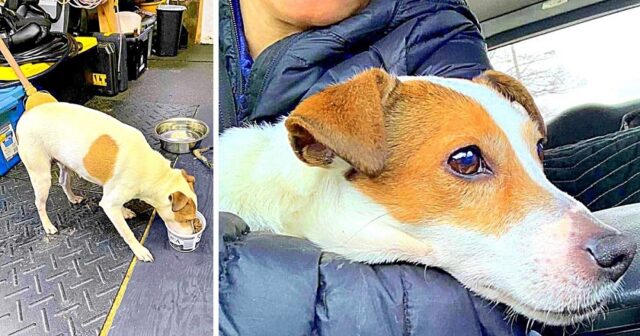 ragazzi-trovano-cane-abbandonato-in-una-valigia 1