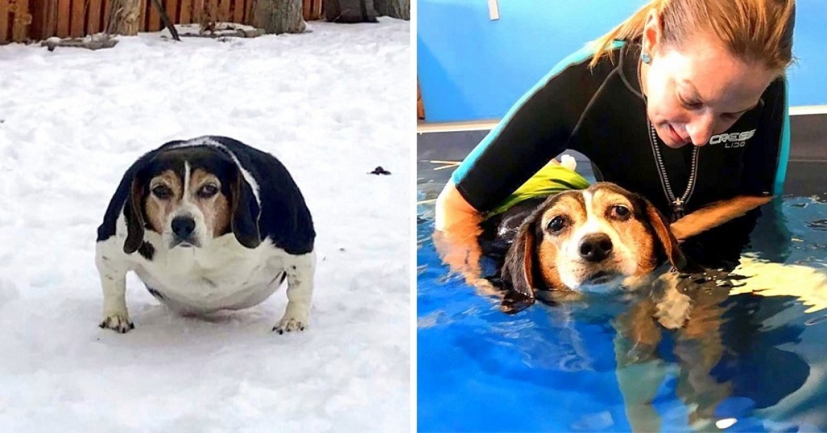La storia di Pearl, il beagle obeso.