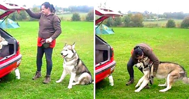 Talon-il-cane-testardo