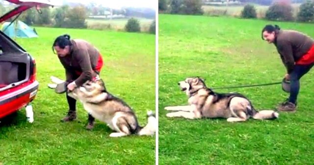 Talon-il-cane-testardo 2