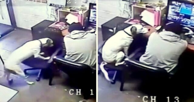 il-cagnolino-che-non-lascia-solo-il-suo-amico-umano