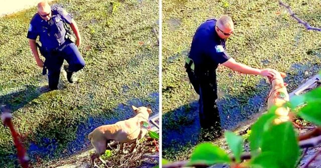 poliziotto-salva-la-vita-del-cane-in-pericolo