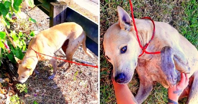poliziotto-salva-la-vita-del-cane-in-pericolo 1