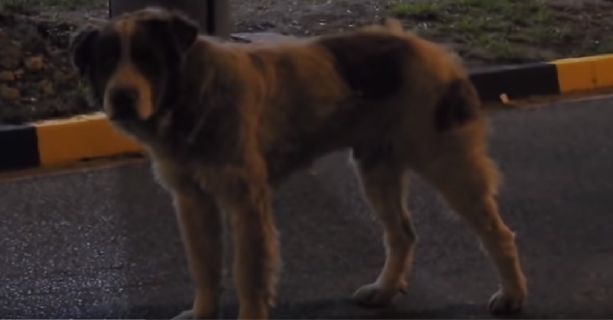 Arnie il cane gigante