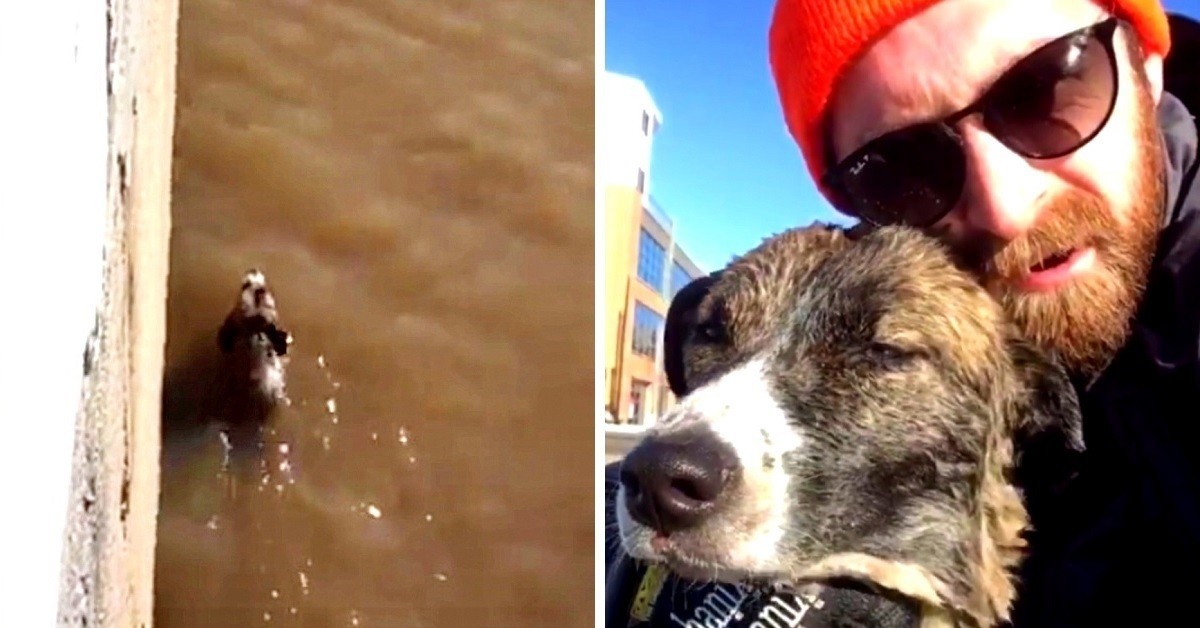Austin salva la vita del cane caduto nel lago